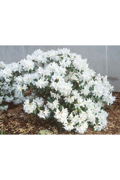 Саджанець рододендрона Дора Аматейс